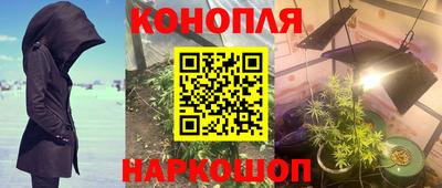 сатива Кингисепп